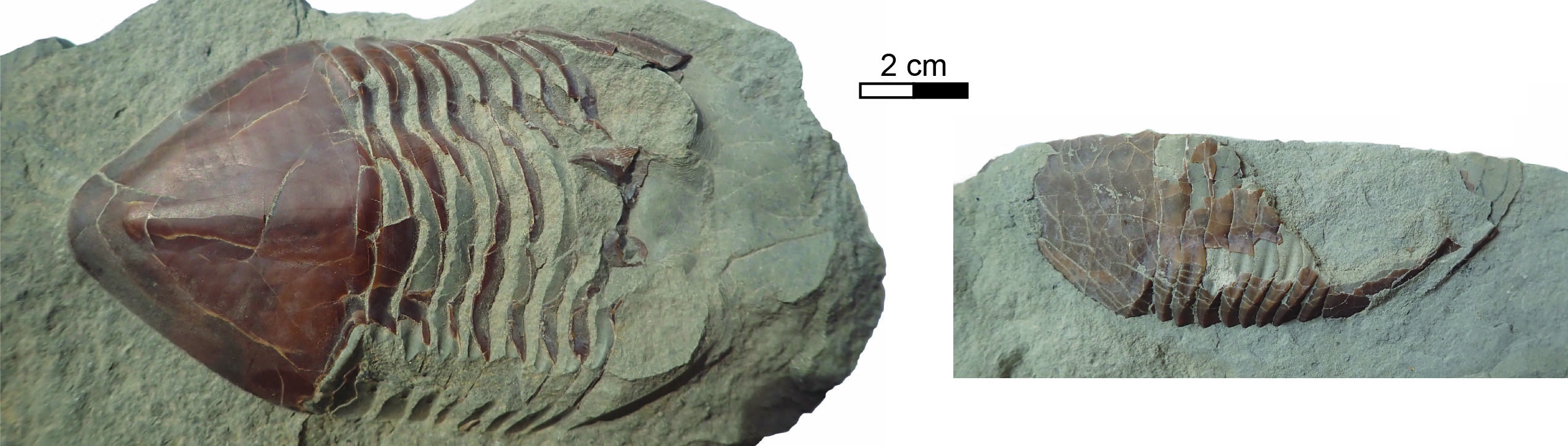 Isotelus partials